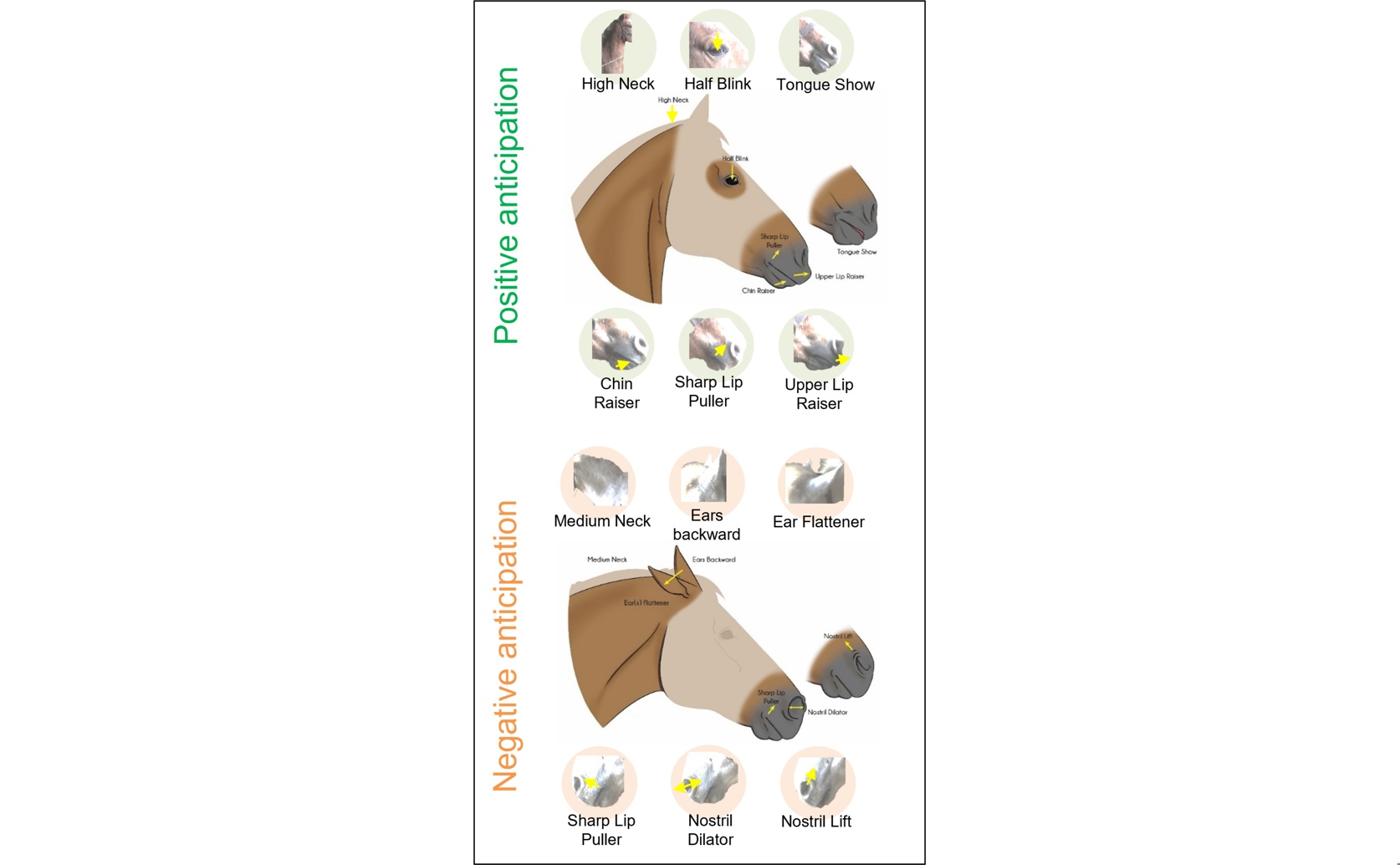How Horses Show Emotions When Expecting Good or Bad Things