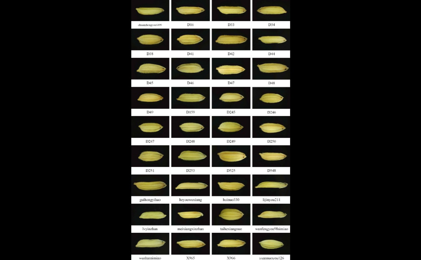 AI System Distinguishes Rice Seed Types Using Advanced Neural Networks