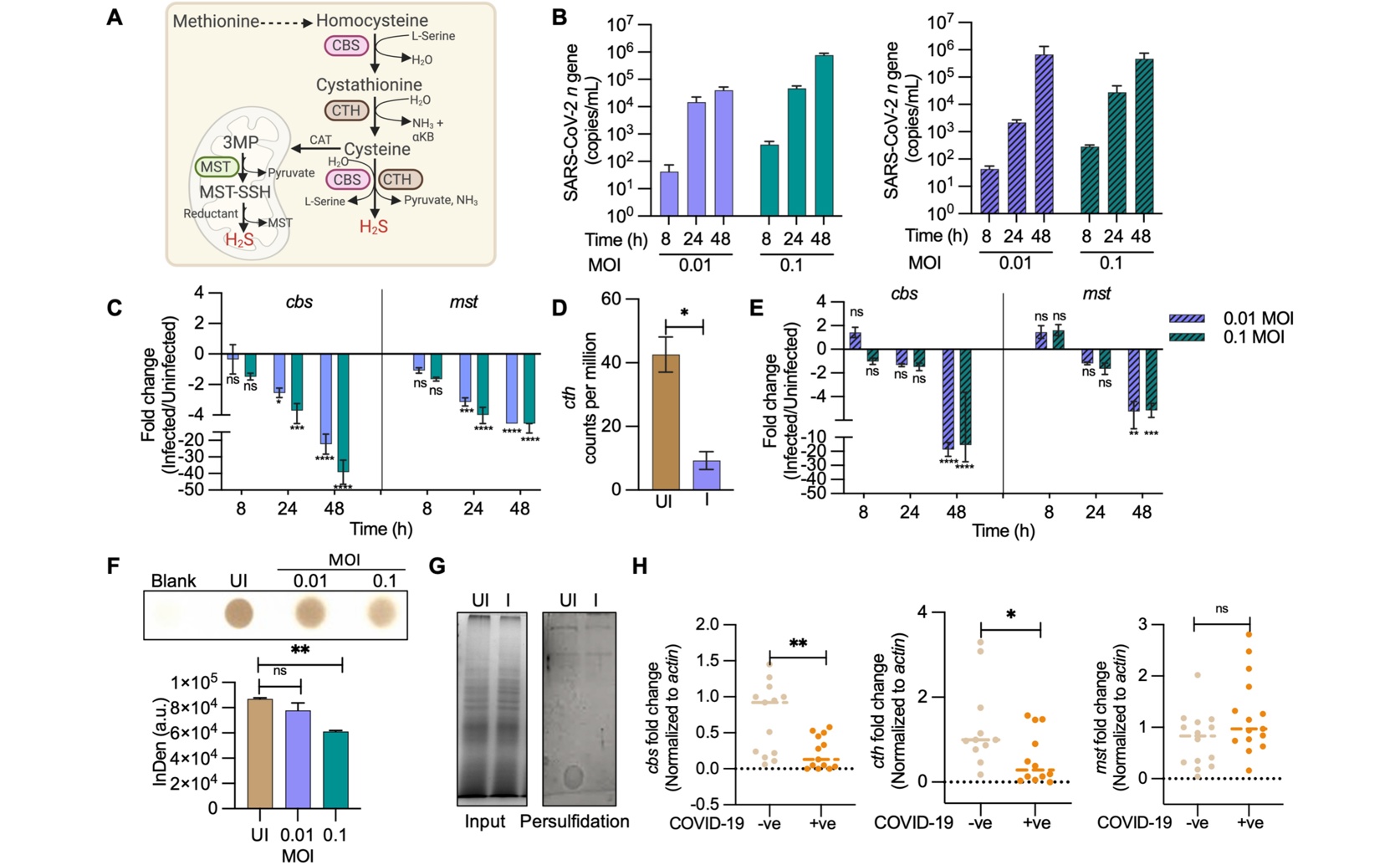 A Gas Manages Cell Balance and Energy to Combat COVID-19