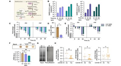 A Gas Manages Cell Balance and Energy to Combat COVID-19