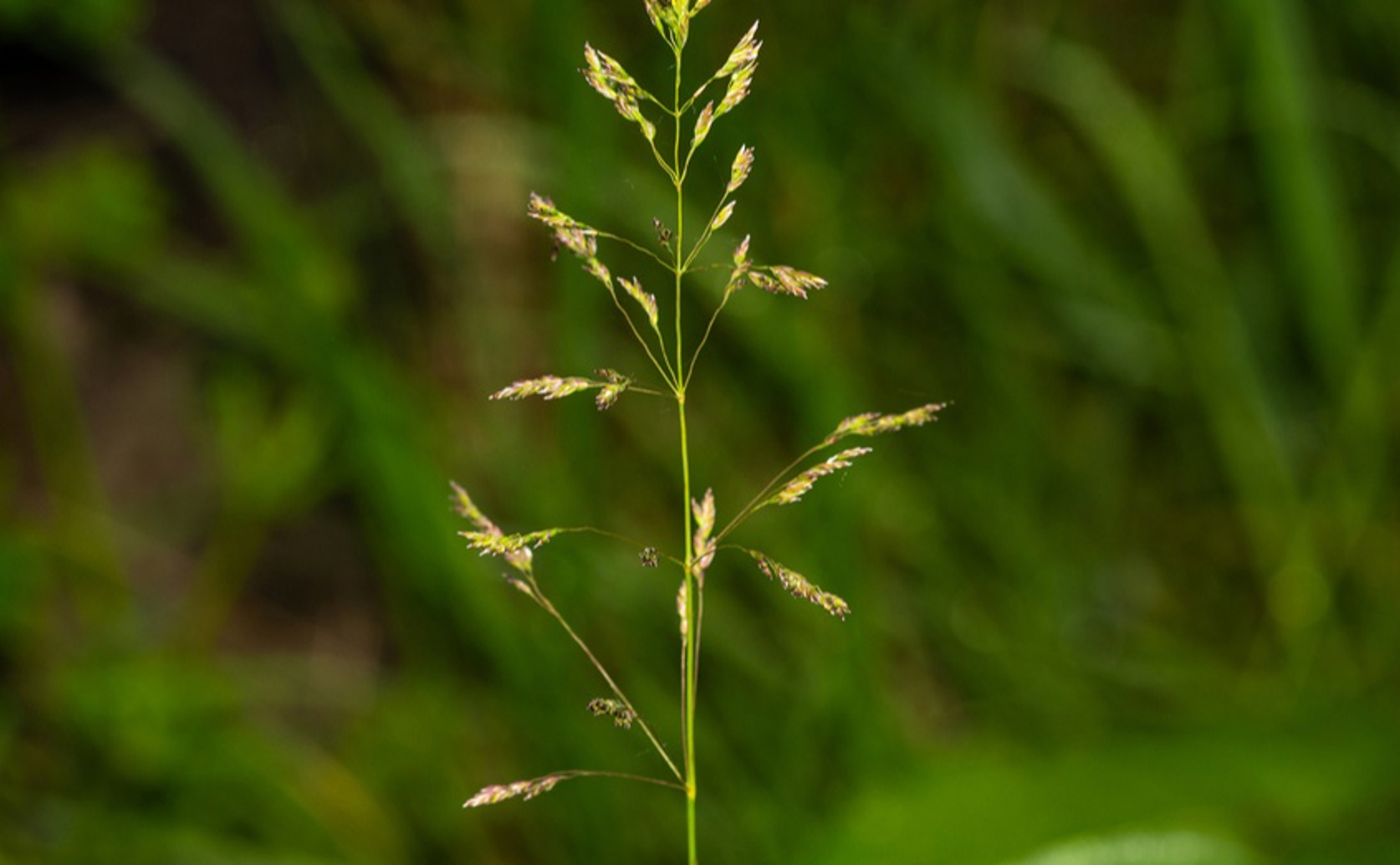 Growth and Yield in Mixed Grass Lawns with Kentucky Bluegrass