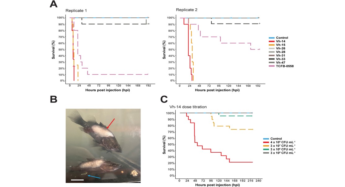 Bacterial Genes Drive Disease in Fish
