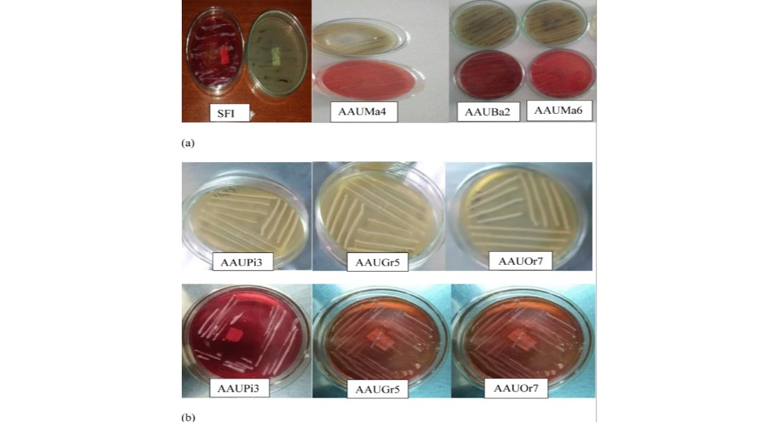 How Natural Yeasts from Fruits Help Make Bread Rise