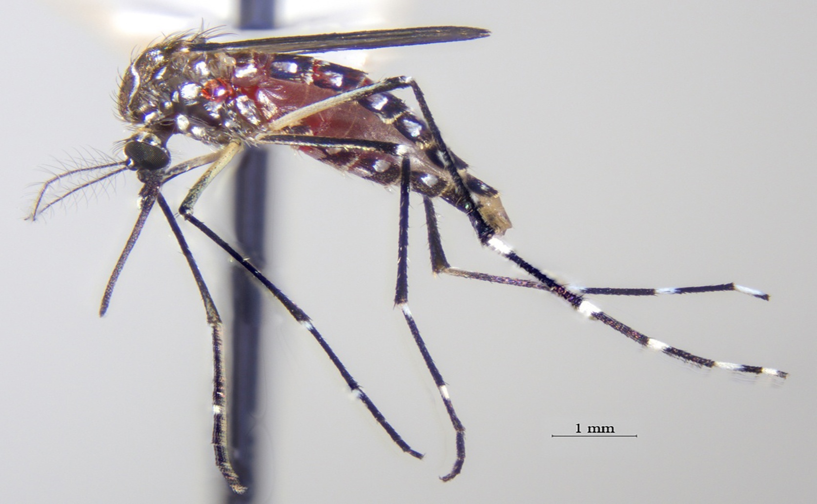 Genetic Study of Mosquitoes Reveals Mixed Populations Along Coast