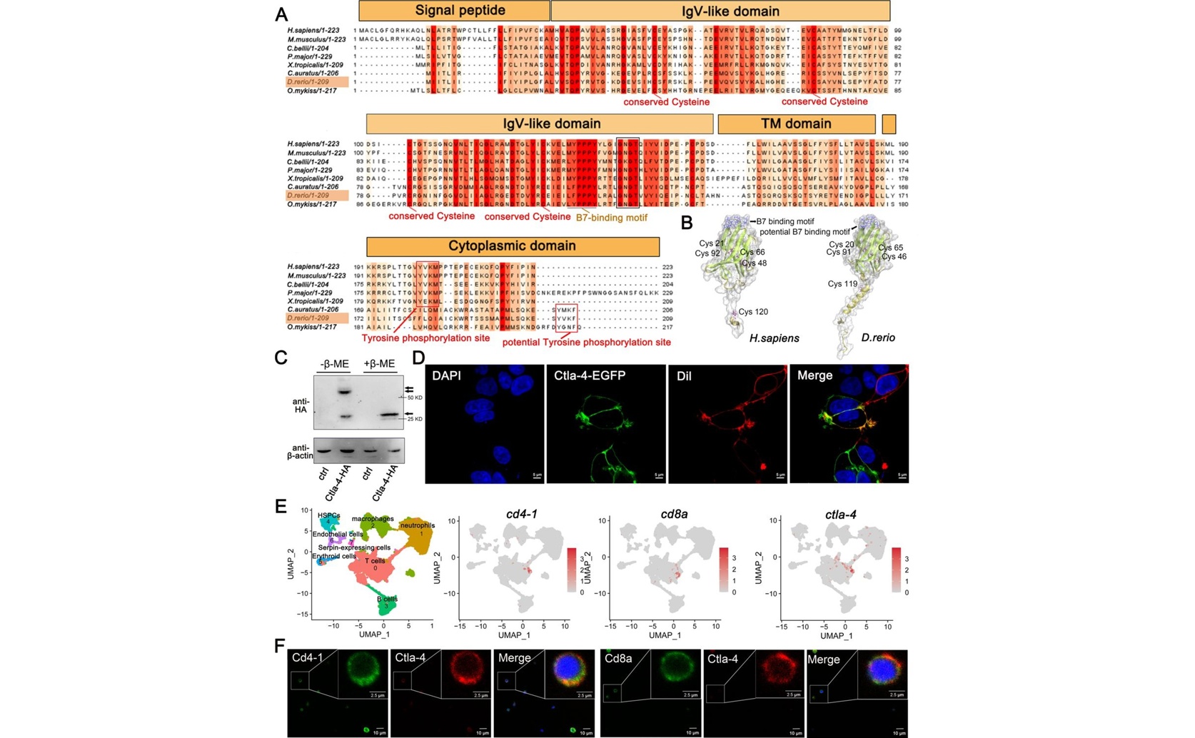 Exploring CTLA-4's Role in Gut Immune Balance in Inflammatory Bowel Disease