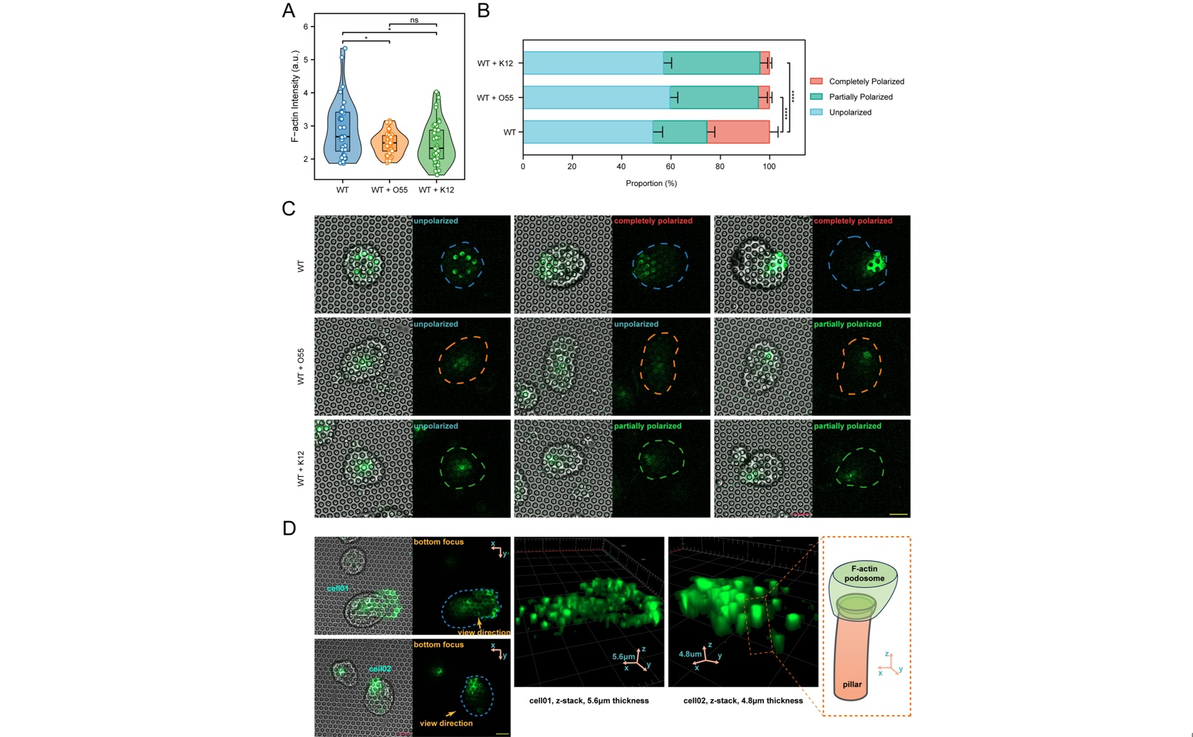 Bad E. coli Makes Parasite Move Faster on Protein by Weakening Grip