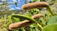 Exploring the Genetic Impact of Ancient Hybrid Cotton Plants