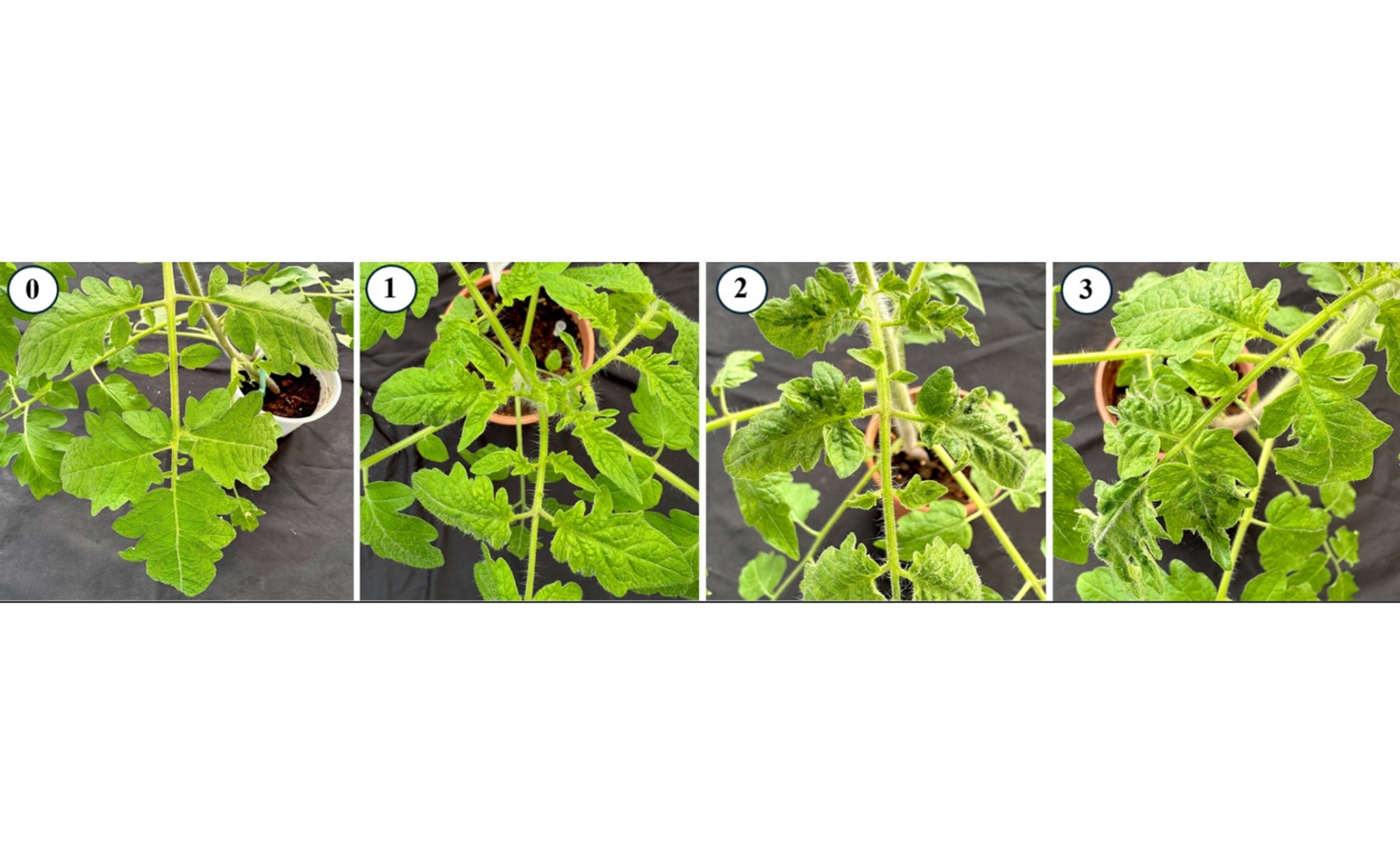 Role of Tm-1 Gene in Protecting Tomatoes from Brown Fruit Virus