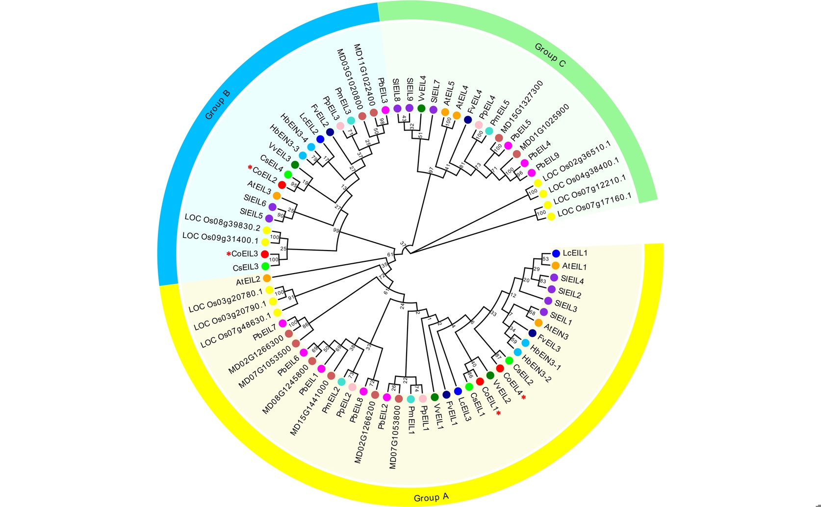 Identifying and Analyzing Ethylene Response Genes in Oil-Tea Plants