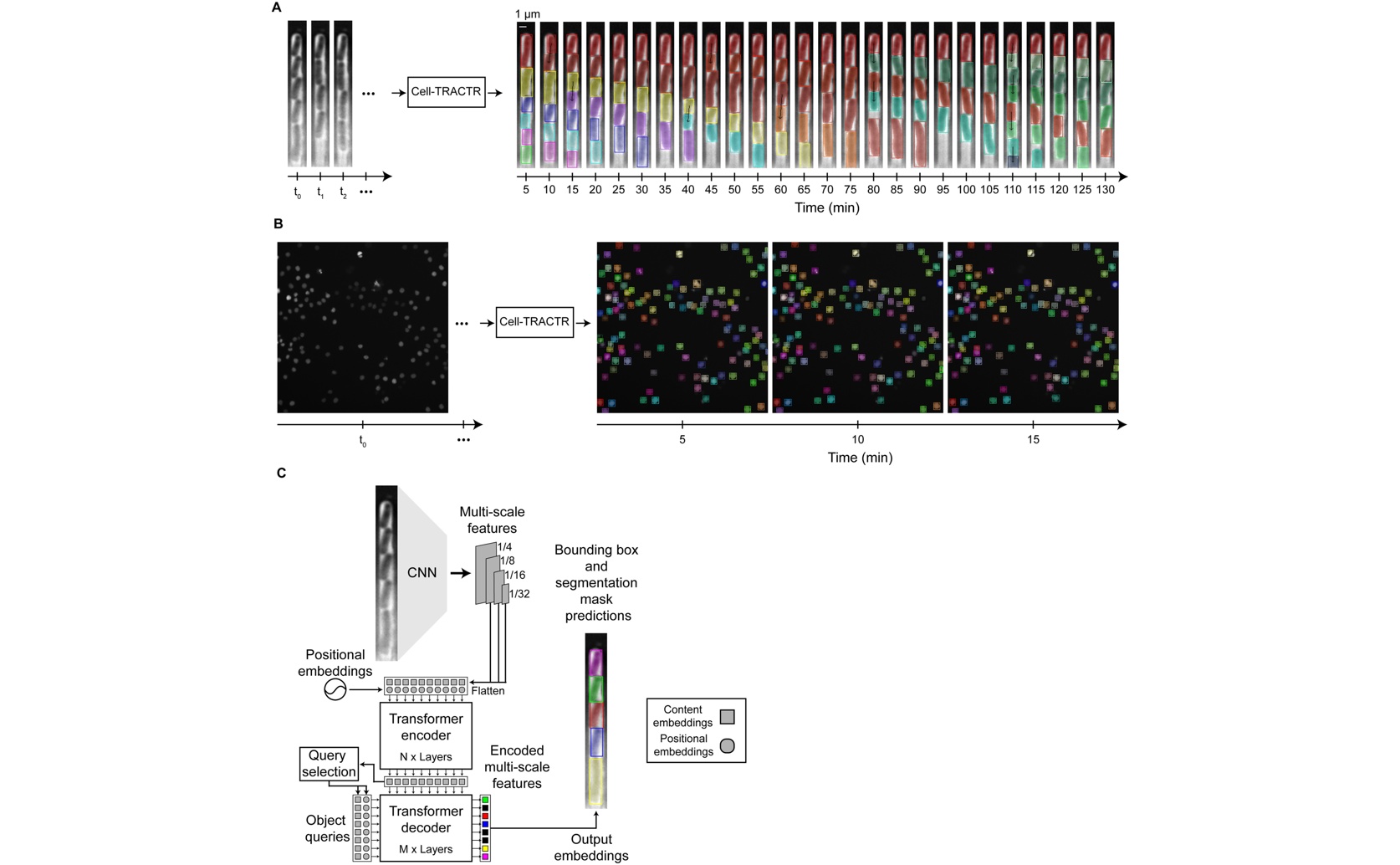 New AI Tool for Identifying and Tracking Cells