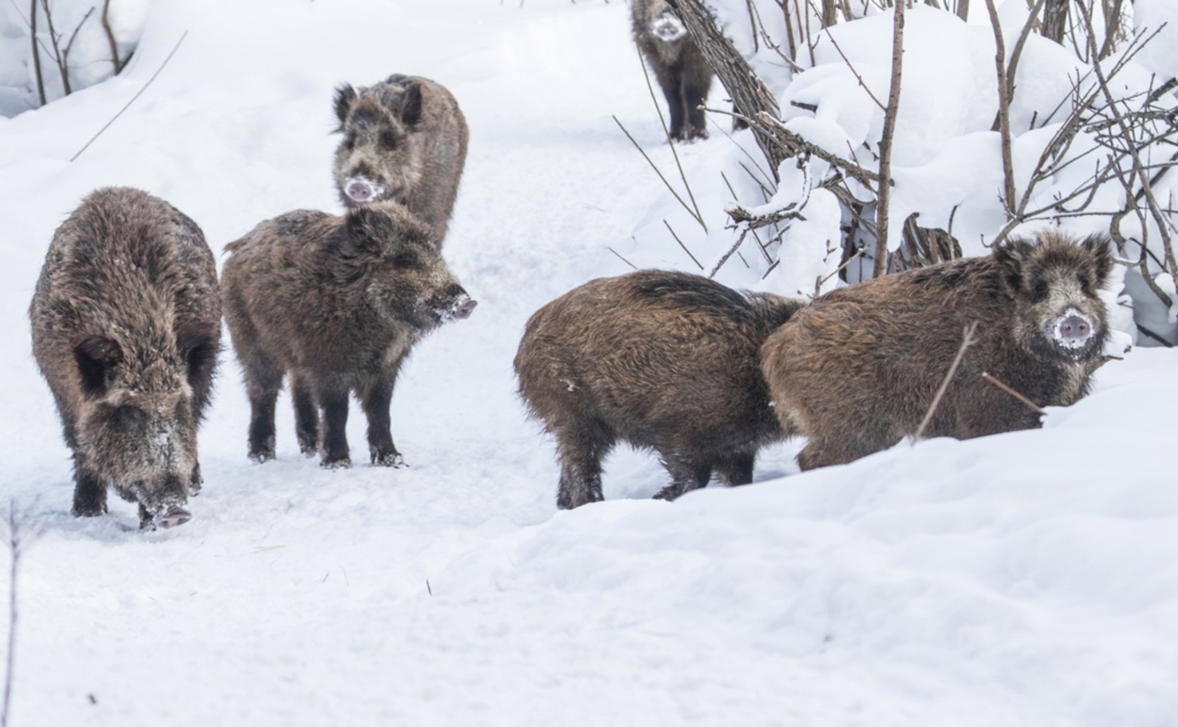 Social Context Influences Parasitic Infections in Pigs