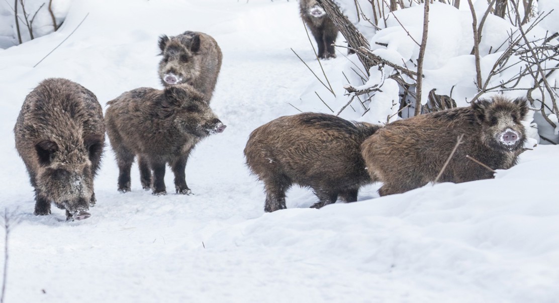 Social Context Influences Parasitic Infections in Pigs