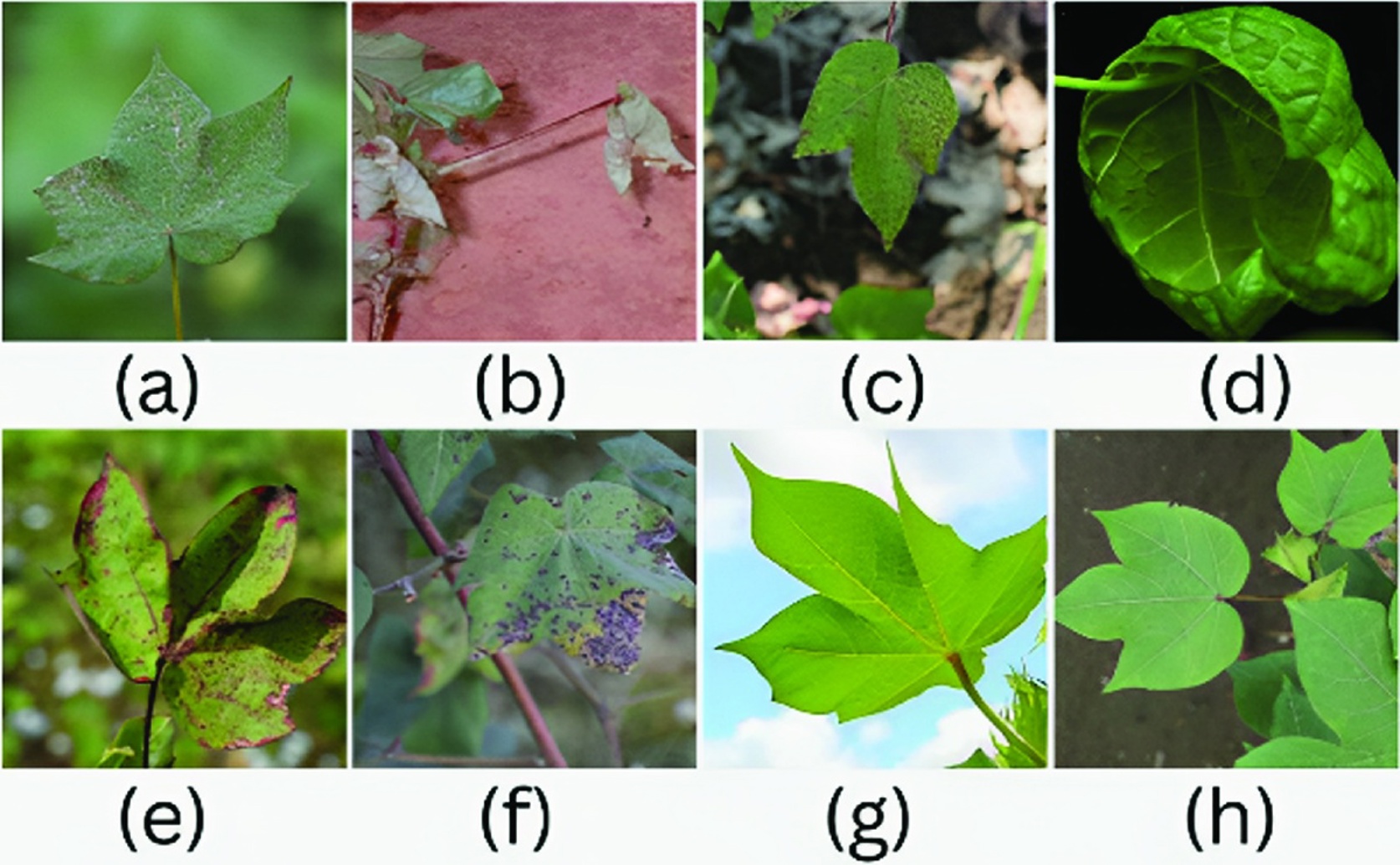 Advanced AI Detects Cotton Plant Diseases