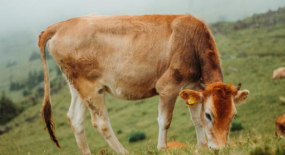 Probiotic Treatment's Effects on Gut Health in Calves With Diarrhea
