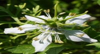 Vitamin C Boosts Black Seed Plant Health and Yield