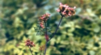 How Two Angelica Sinensis Cultivars Control Early Flowering