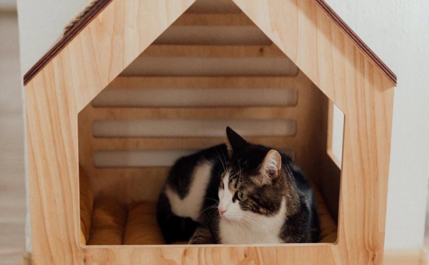 How Cats React to Human Scents