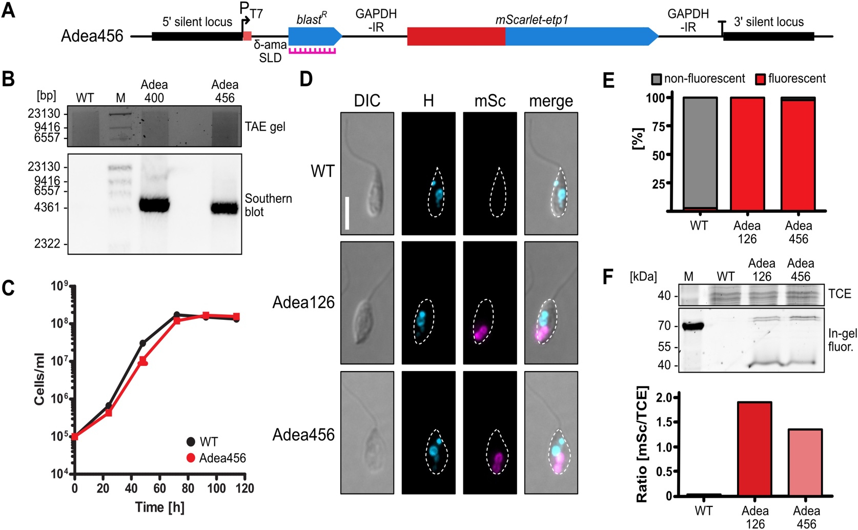 T7 Enzyme Activates Hidden Genes in a Symbiotic Microbe