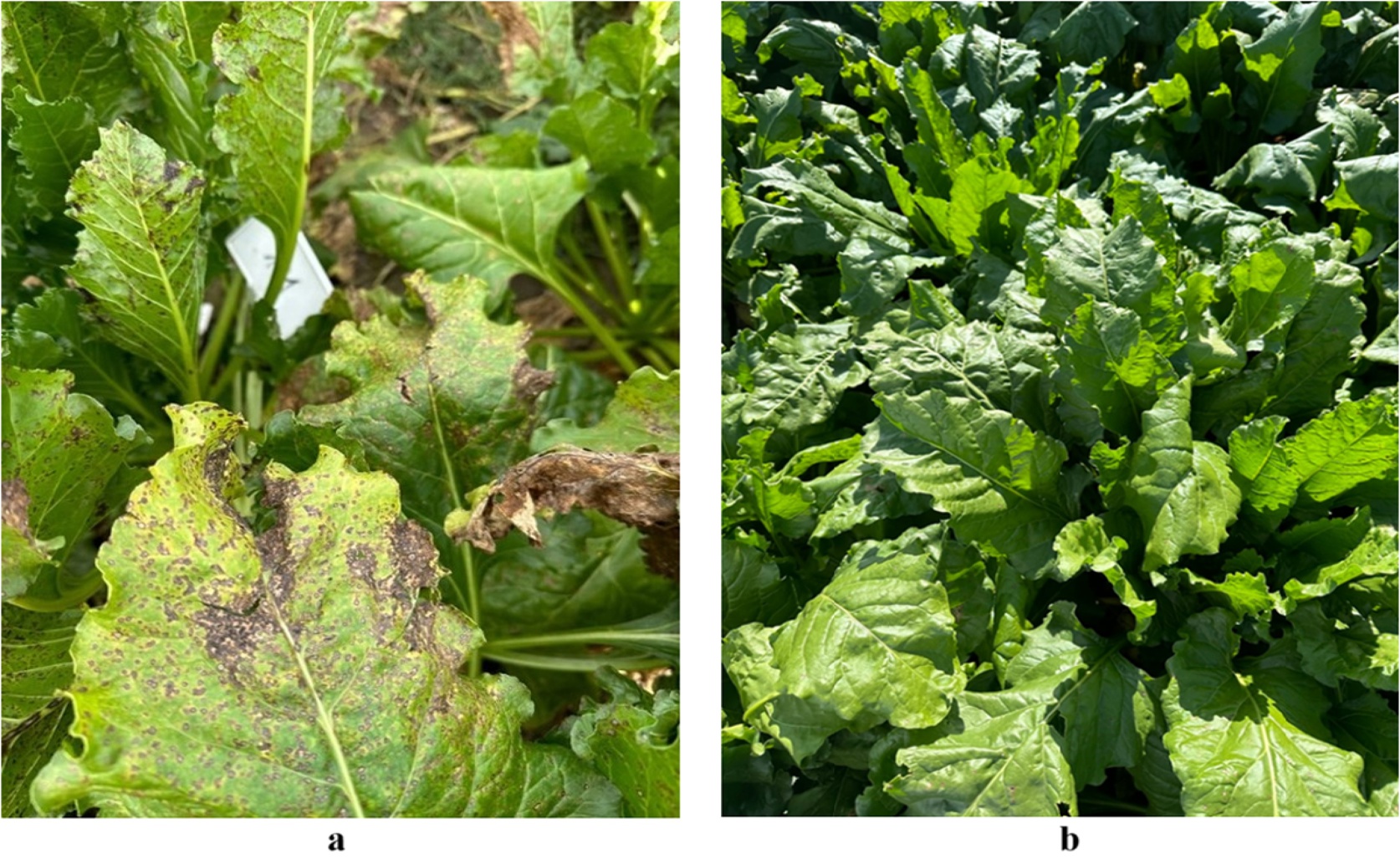 Sugar Beet Leaf Spot: How a Helpful Bacteria Beats Fungus and Boosts Growth