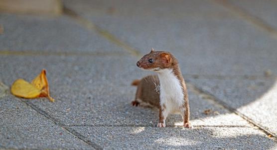 Habitat and Population of Introduced vs Native Japanese Weasels