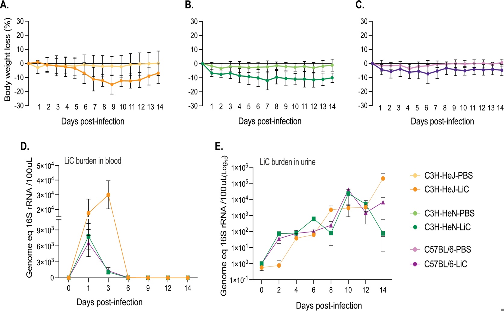 How TLR4 Protects Against Mild Leptospirosis