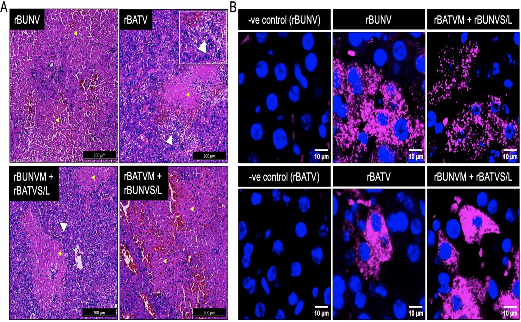 Exploring Virus Gene Swaps with Bunyamwera and Batai