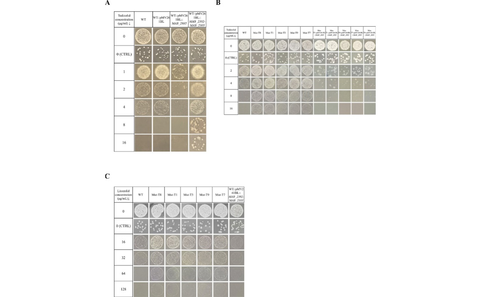 Gene Mutation in a Key Regulator Causes Antibiotic Resistance via Efflux Pumps