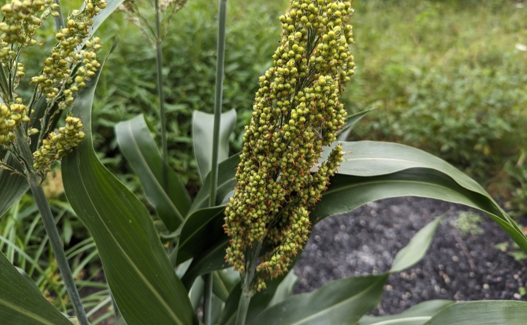 Growth and Nutrition Responses of Sorghum to Water and Nitrogen Levels