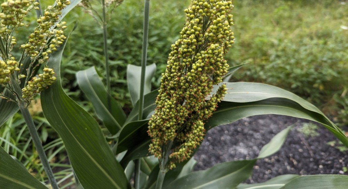 Growth and Nutrition Responses of Sorghum to Water and Nitrogen Levels