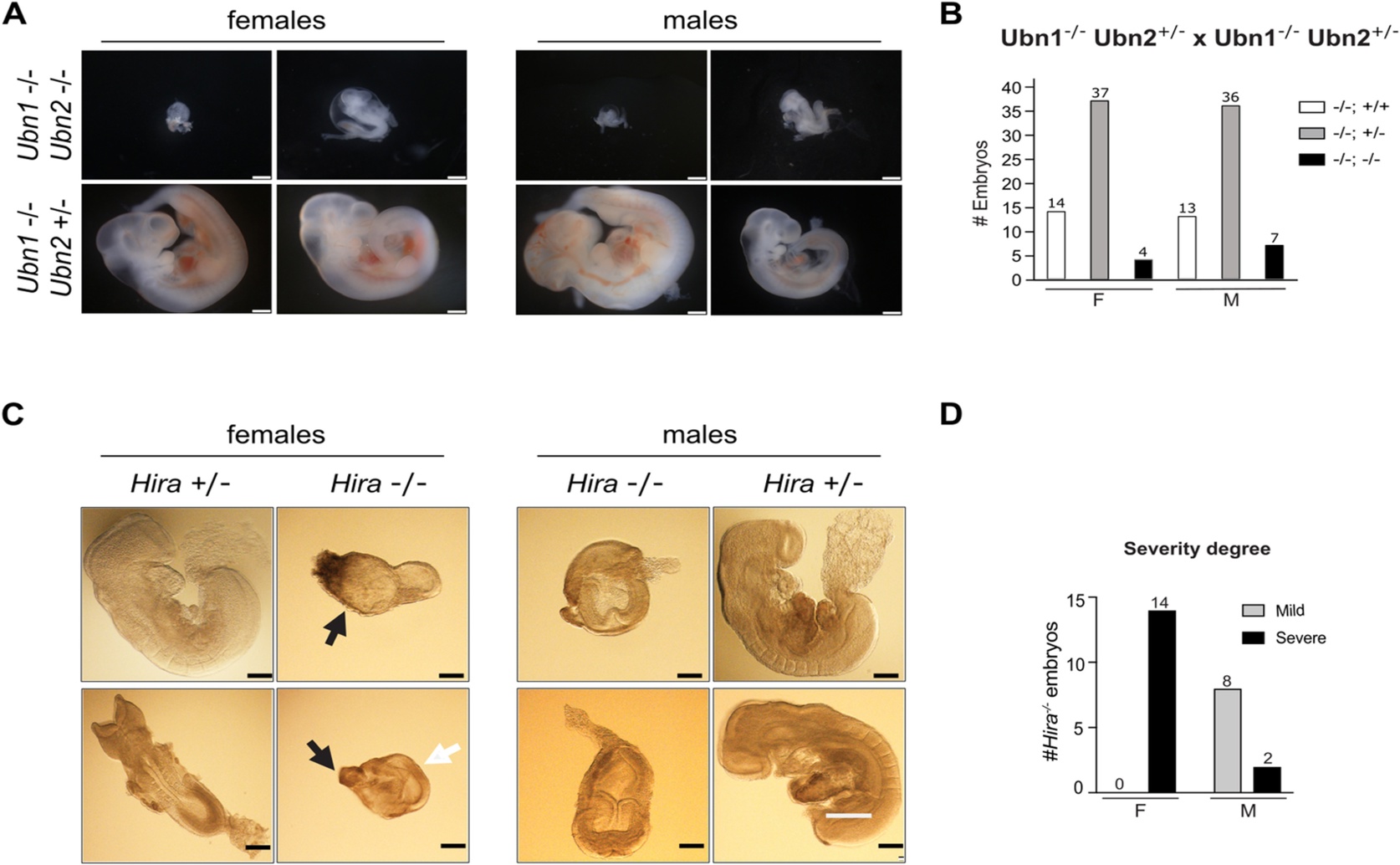 Key Protein Ubinuclein 2 Is Essential for Development and X Regulation