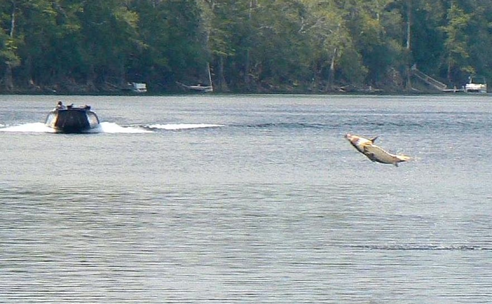 Genetic Clues Reveal Fall-Spawning Group in the Apalachicola River