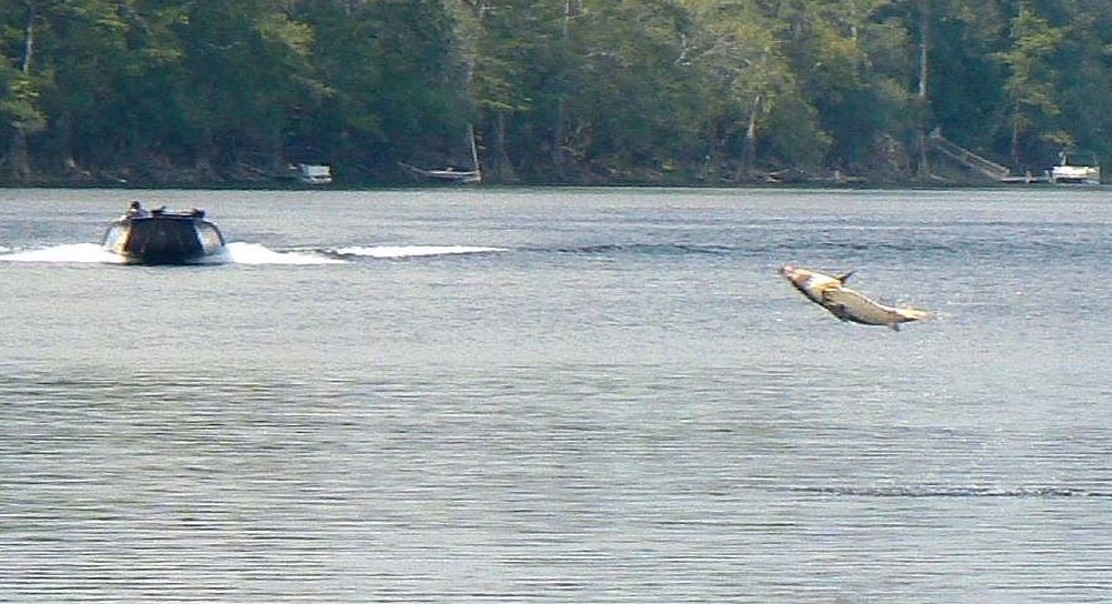 Genetic Clues Reveal Fall-Spawning Group in the Apalachicola River
