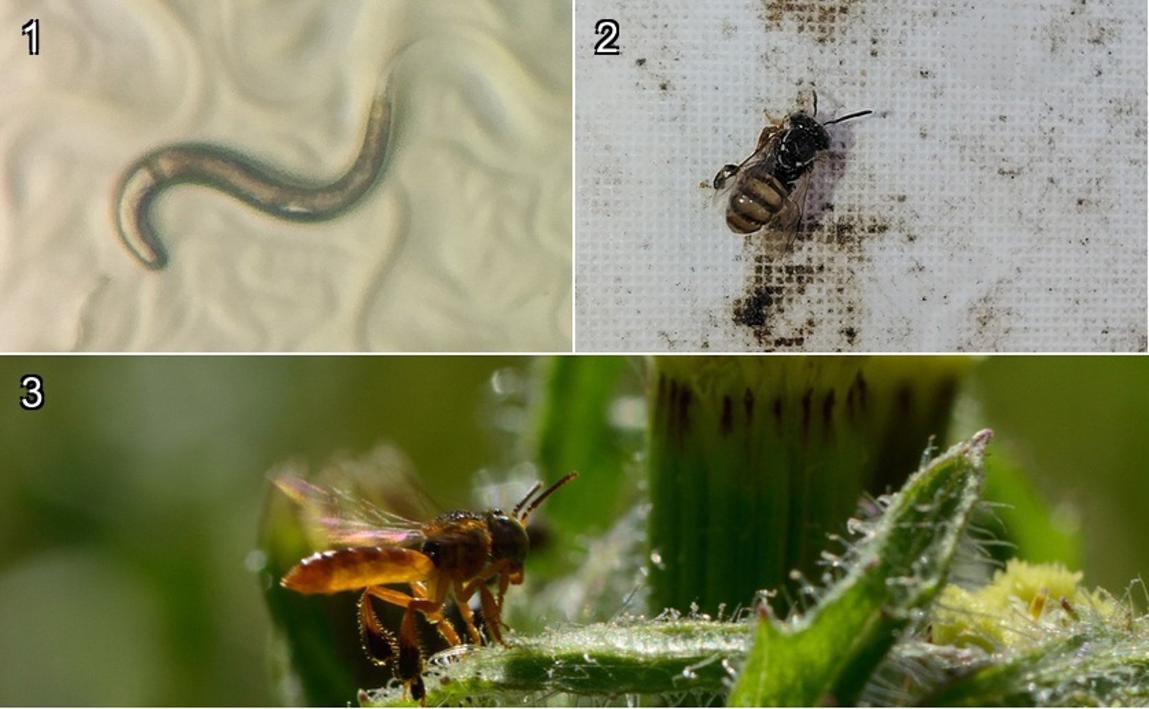 Stingless Bee Propolis Boosts Longevity and Fights Alzheimer’s Effects