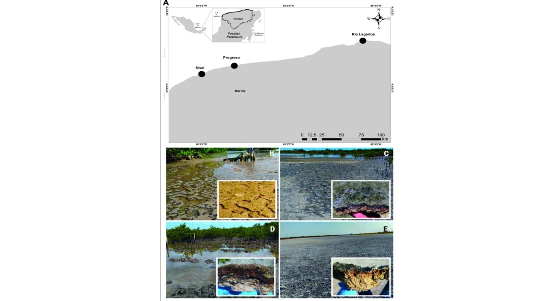 Coastal Microbial Mats in Karstic Areas: Uncovering Hidden Diversity