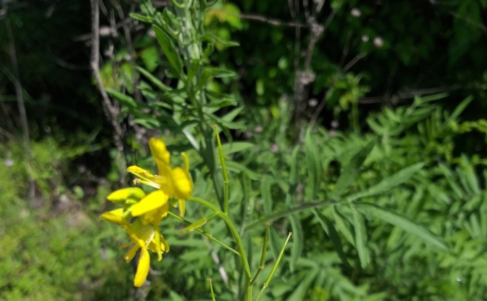 Understanding Soil Phosphorus Changes with Rock-Enhanced Compost and Fertilizers