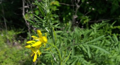 Understanding Soil Phosphorus Changes with Rock-Enhanced Compost and Fertilizers
