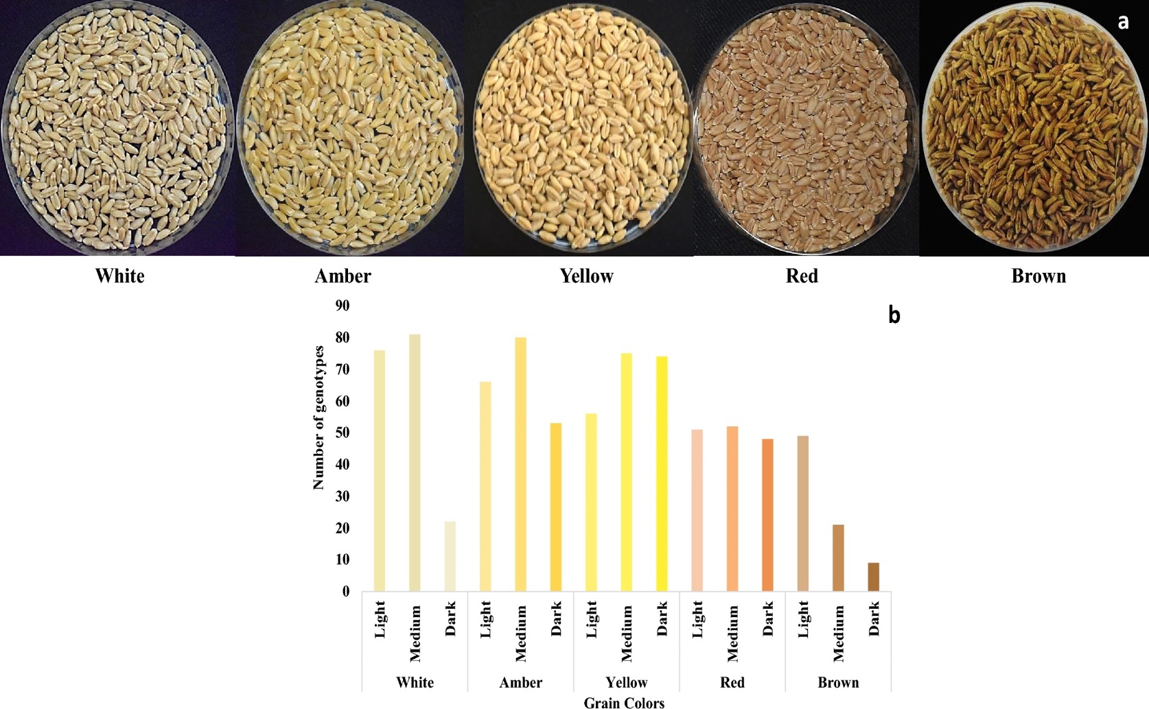 Enhancing Wheat Grain Nutrition and Yield Through Genetic Diversity