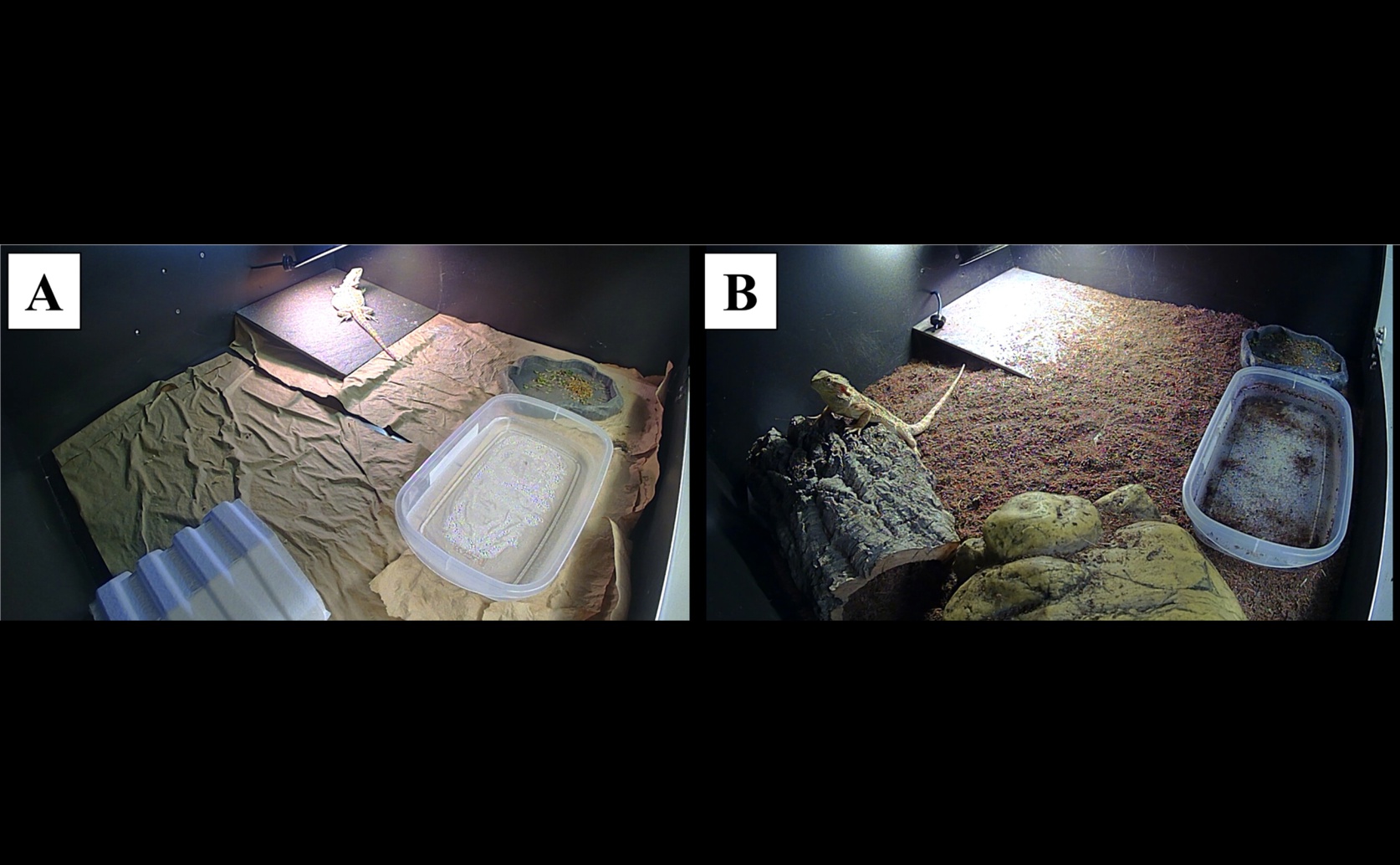 How Enclosure Design Shapes Behavior and Welfare