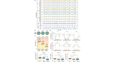 How Epigenetic Changes Speed Up Pear Ripening