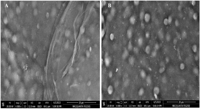 Creating a Chia and Algae-Based Material to Clean Up Pollutants