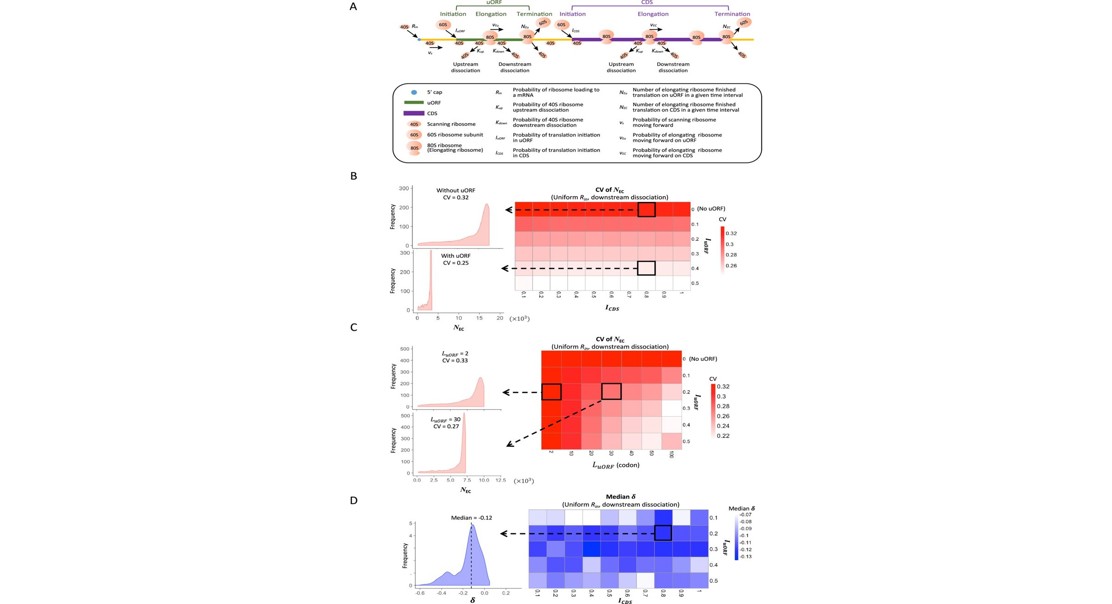 Upstream Regions Stabilize Protein Production in Evolution and Development