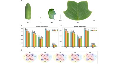 Unraveling Leaf Shape Changes in the Chinese Tulip Tree