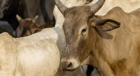 Why Ticks Prefer Certain Spots on Cattle