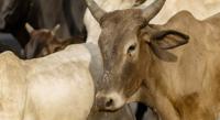 Why Ticks Prefer Certain Spots on Cattle