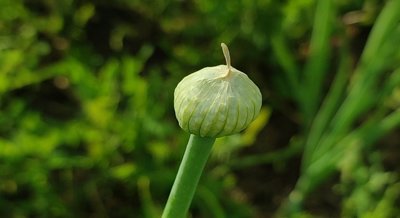 Onion Extract as a Dual Remedy for Asthma Inflammation