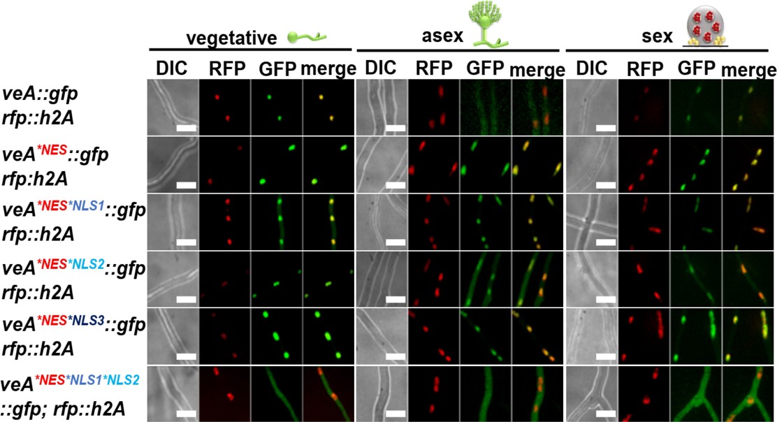 Mold's Protein: Where It Is Determines How It Grows
