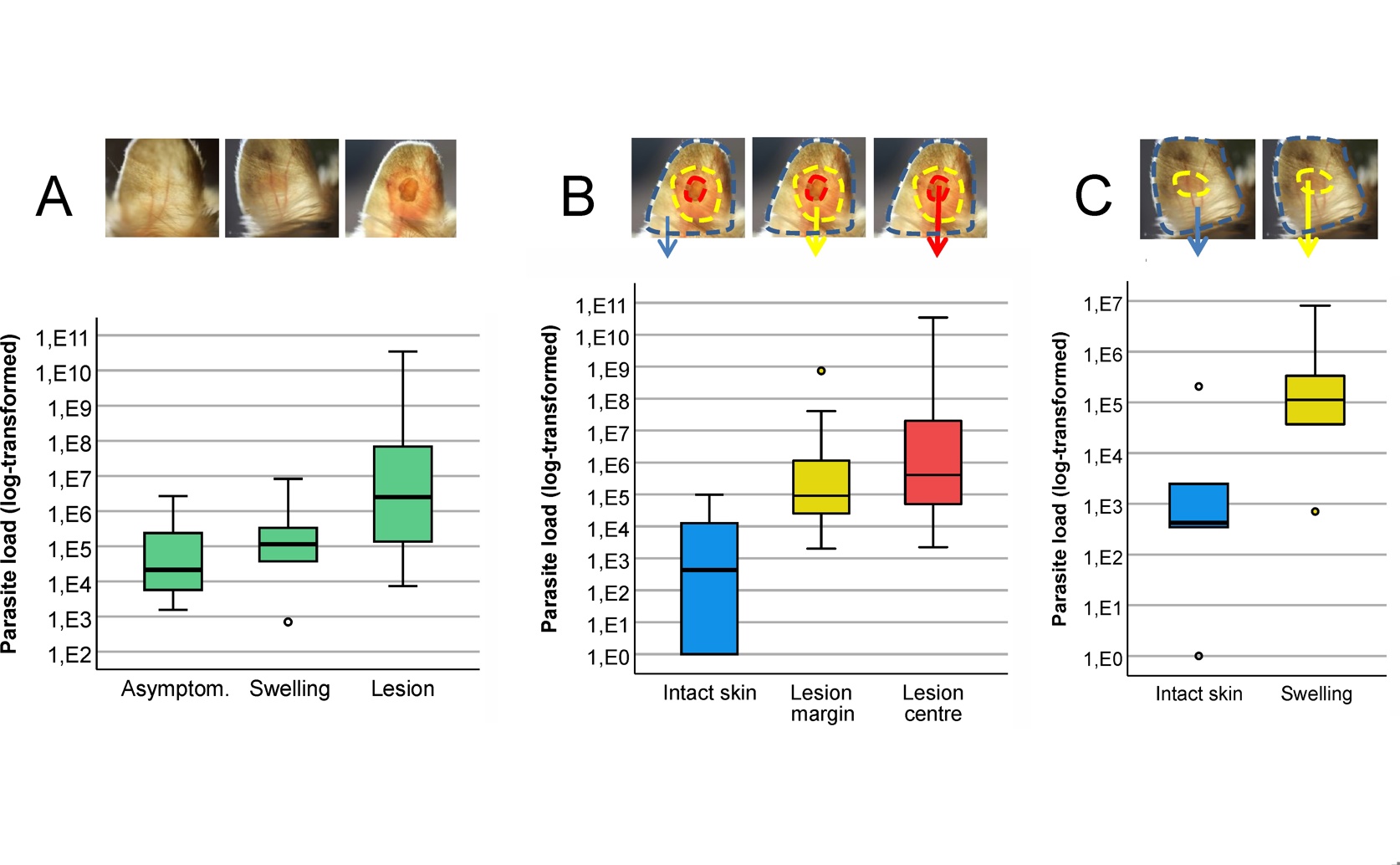 How Leishmaniasis Spreads Through Bites: Natural Sources Versus Lab Subjects