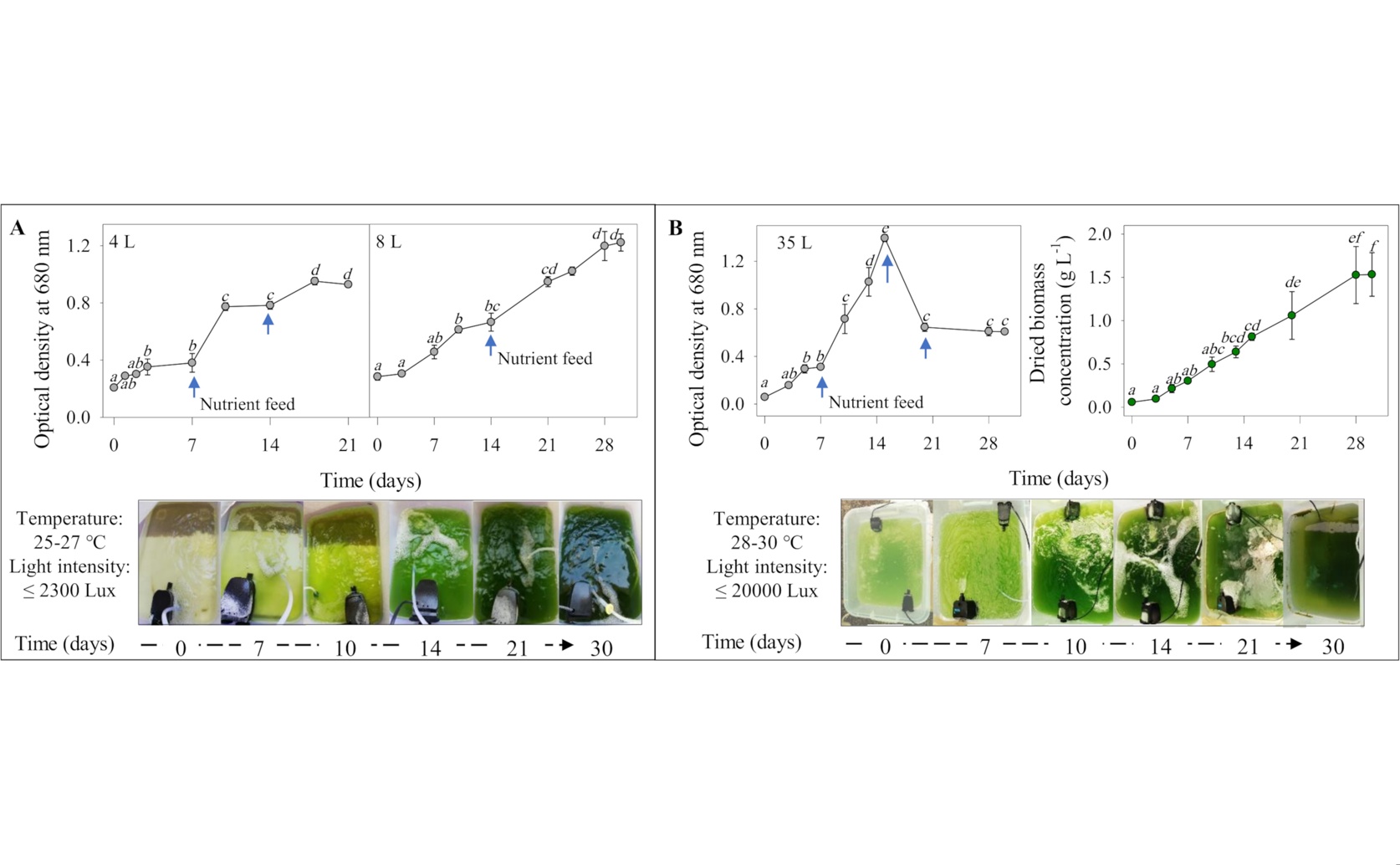Special Algae Grow In Oily Water For Fuel