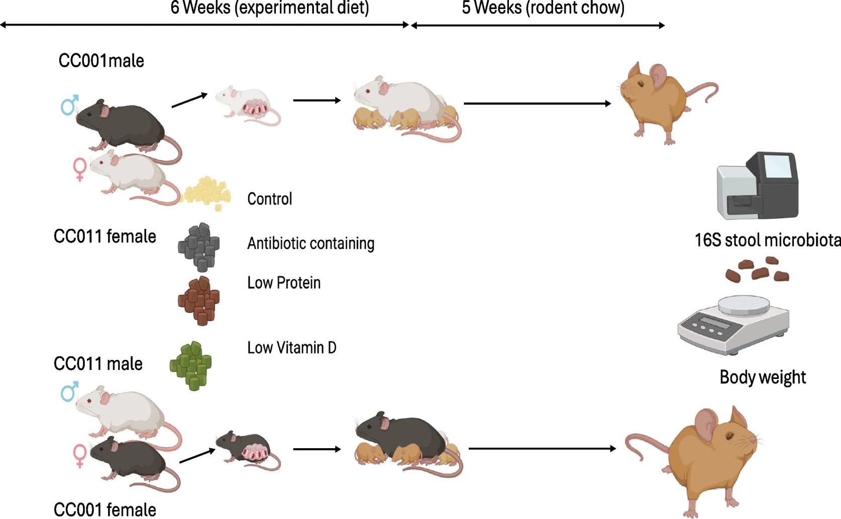 How Early Life, Our Genes, and Parental DNA Shape Adult Gut and Growth