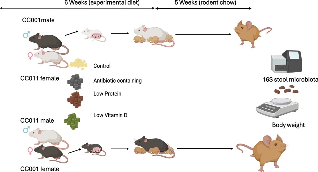 How Early Life, Our Genes, and Parental DNA Shape Adult Gut and Growth